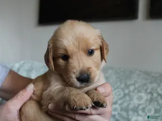 Golden Retriever dogs Golden Retriever Puppy 1 - Ad 8