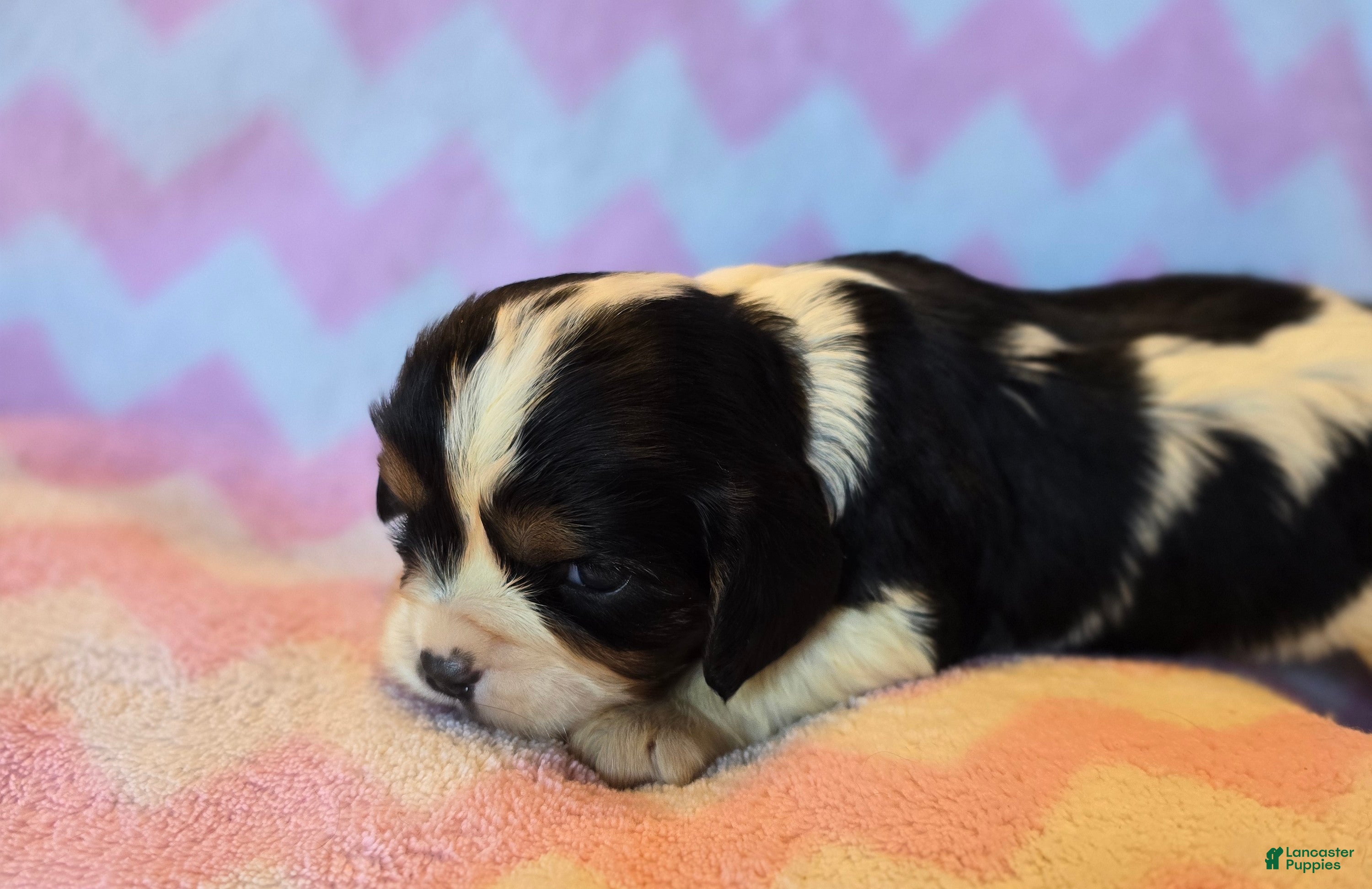 Cavalier King Charles Spaniel dogs Celina - Ad 25