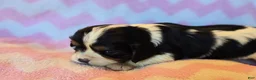 Cavalier King Charles Spaniel dogs for sale: Celina - Ad 1