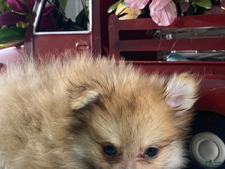 Pomeranian dogs Paddy - Ad 28