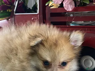 Pomeranian dogs Paddy - Ad 28