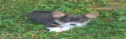 Welsh Corgi Pembroke dogs for sale: Lynx the low rider  - Ad 6