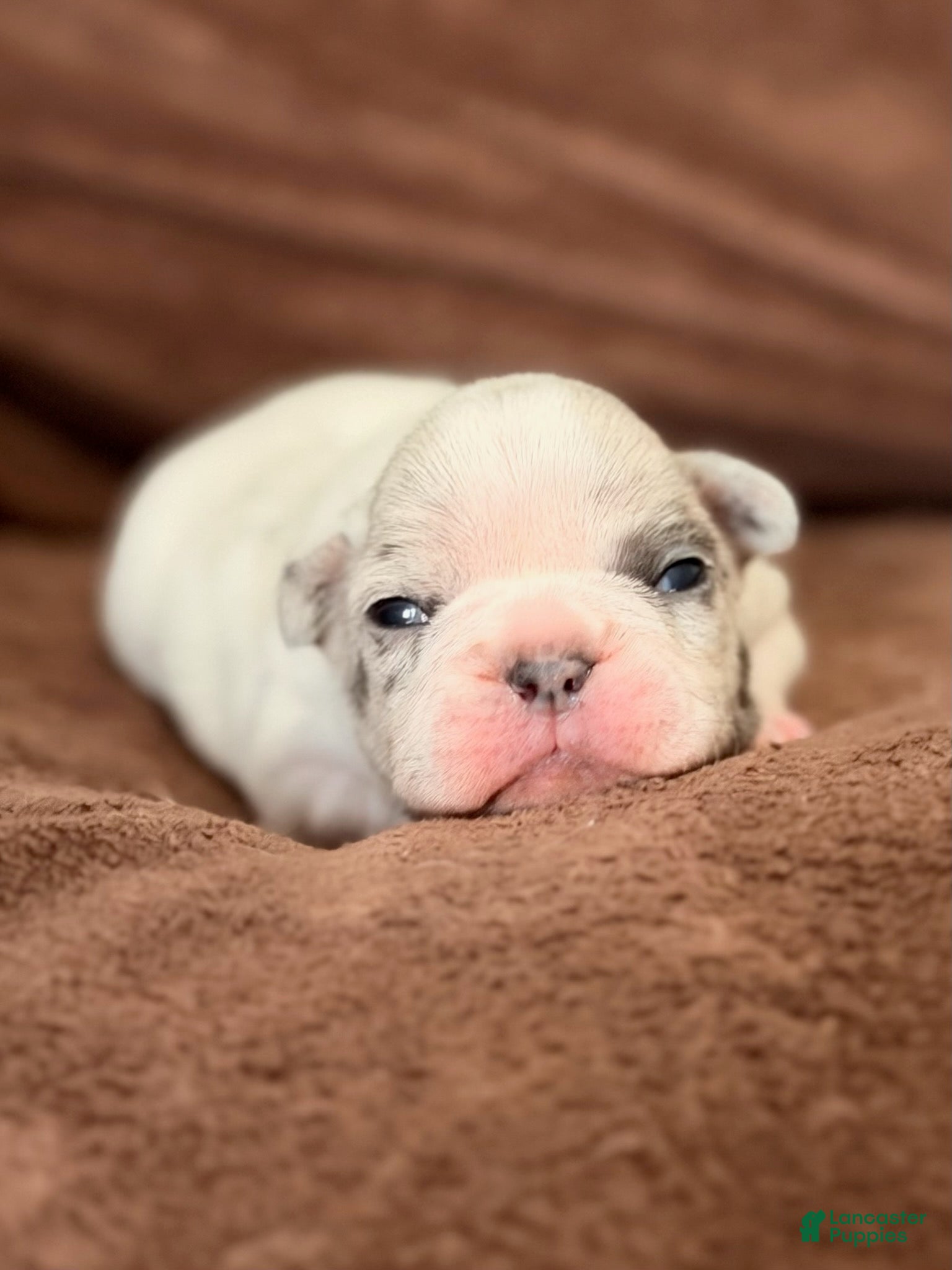 French Bulldog dogs French Bulldog Girl 2 - Ad 2