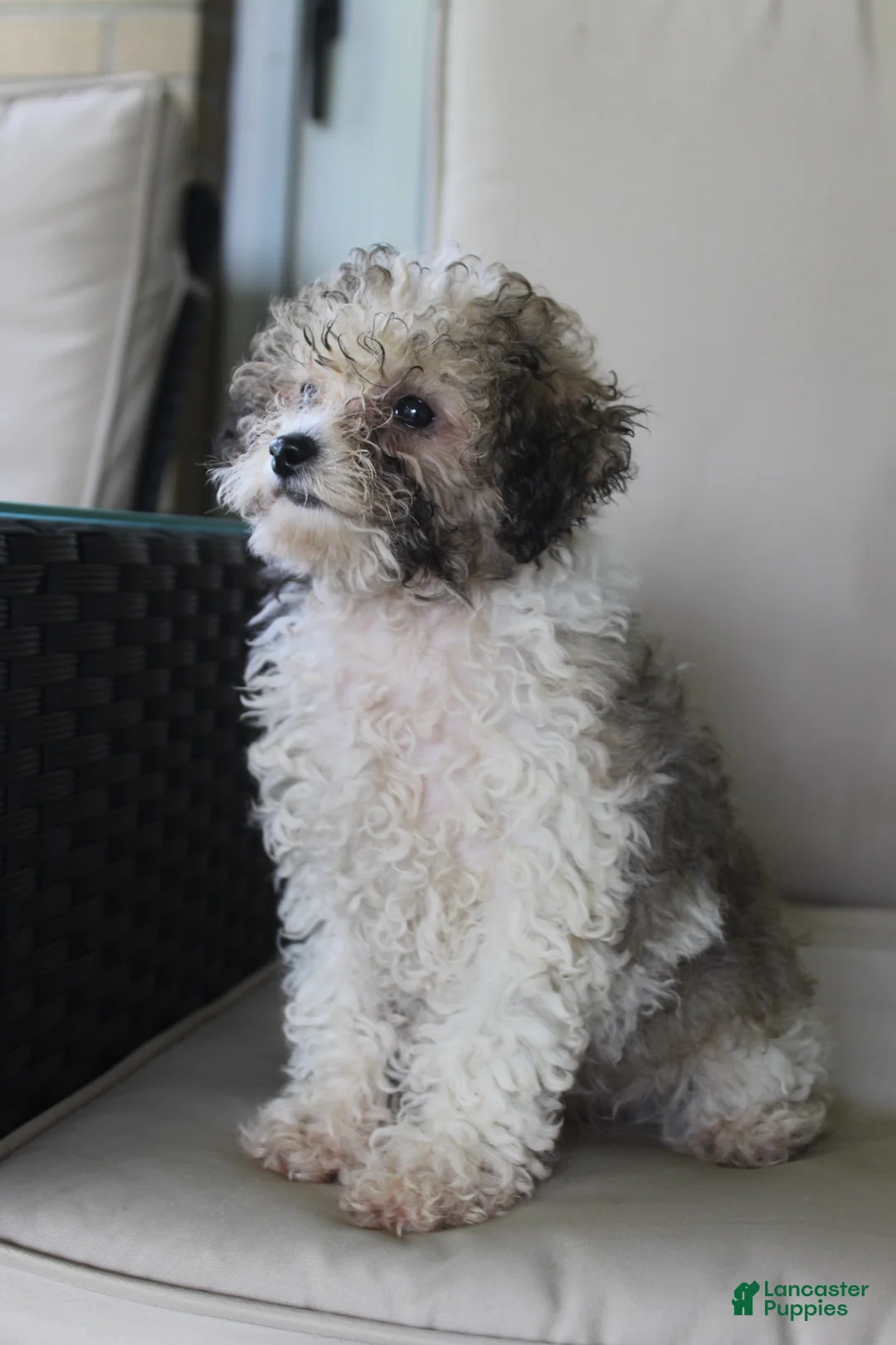 Miniature Poodle dogs for sale: Miniature Poodle 1 - Ad 7