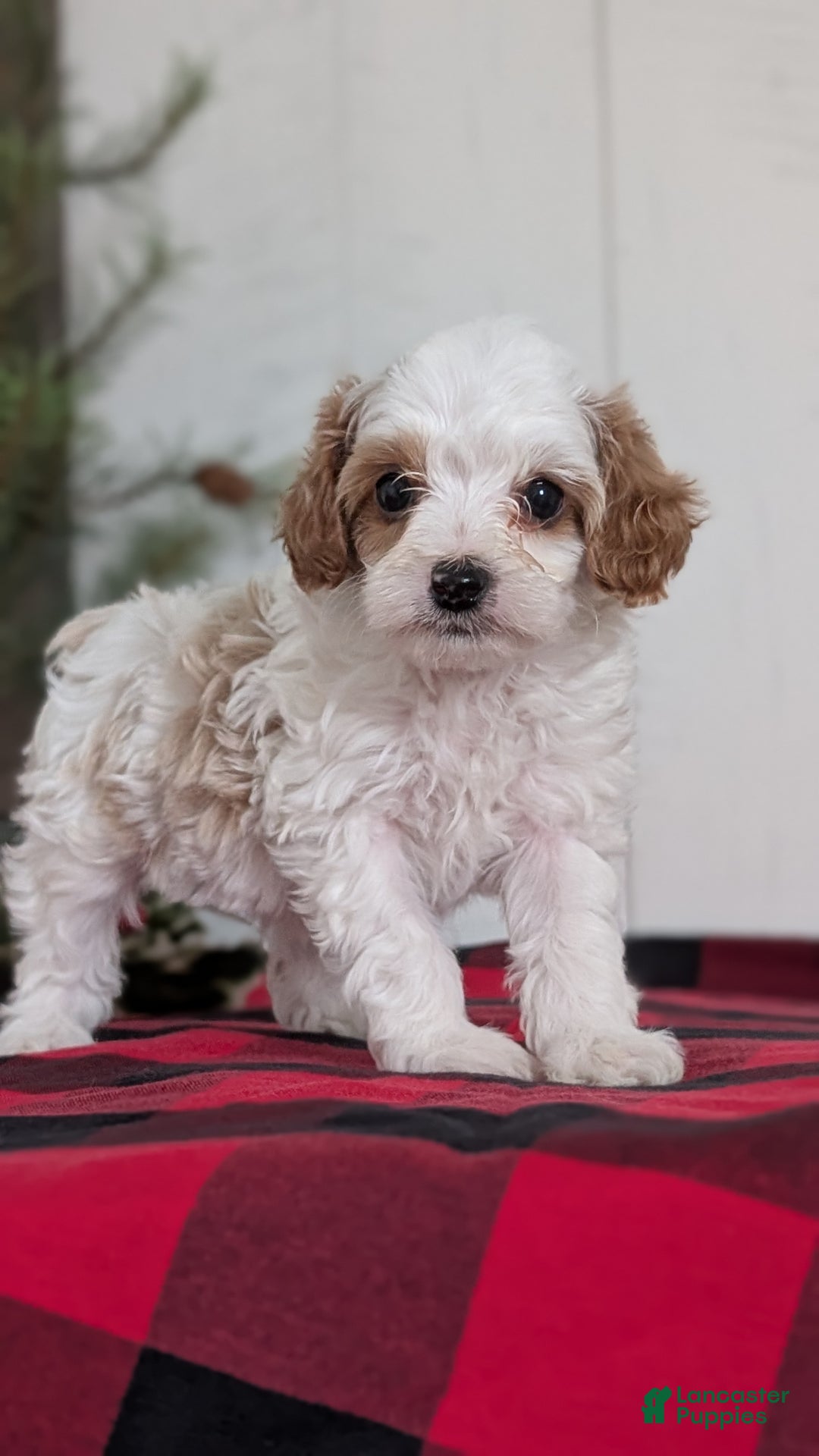 Cavapoo dogs for sale: Delilah  - Ad 11