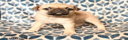 Pug dogs for sale: Cadillac - Ad 2