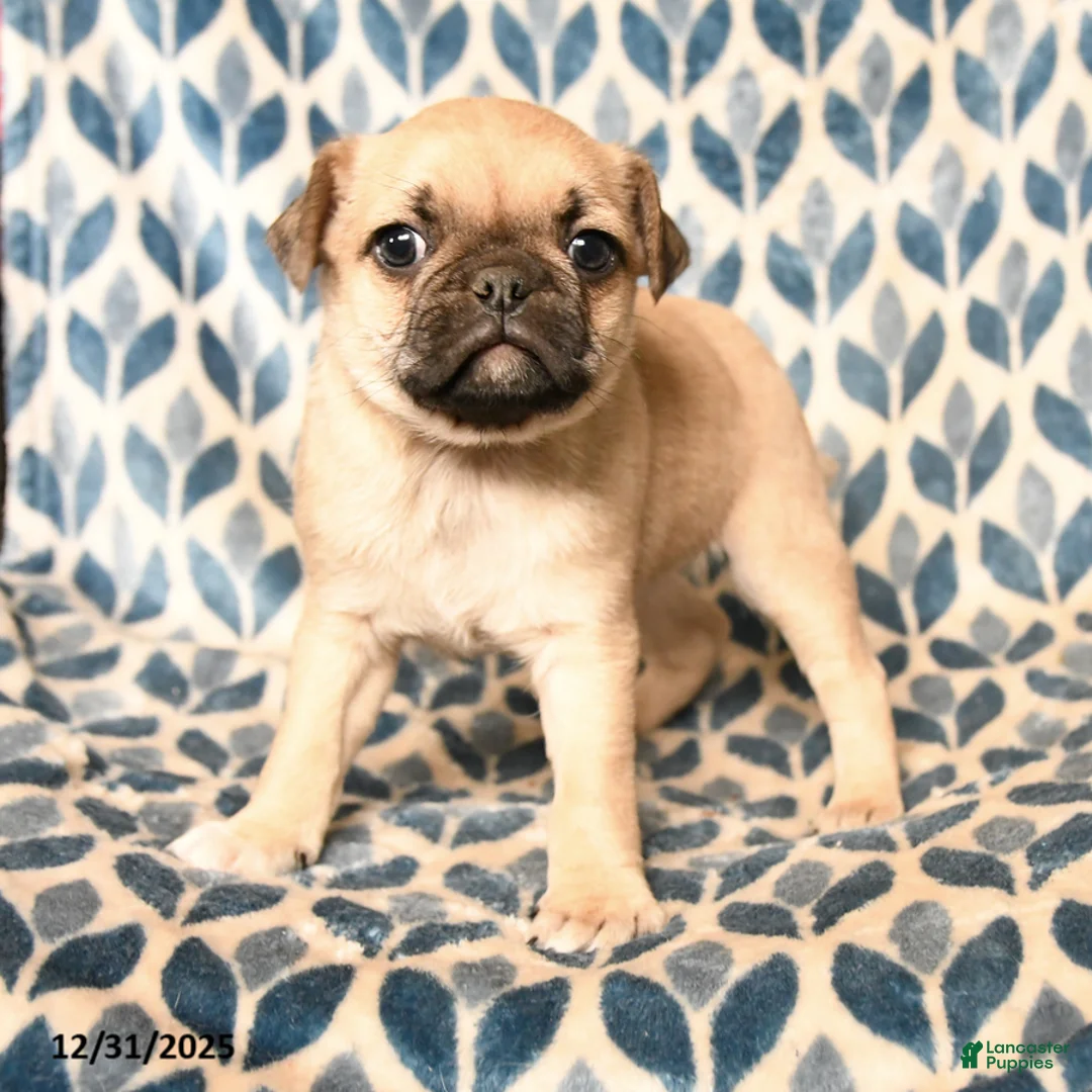 Pug dogs for sale: Cadillac - Ad 2