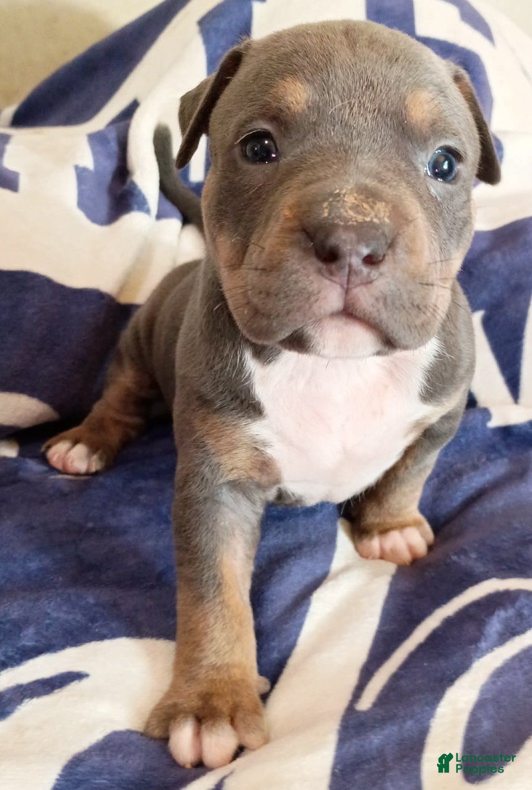 American Bully dogs Blue Trindle female - Ad 2