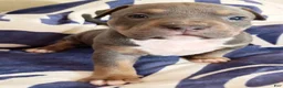 American Bully dogs for sale: Blue Trindle female - Ad 2