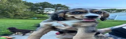 Mixed Breed dogs for sale: Athena - Ad 6