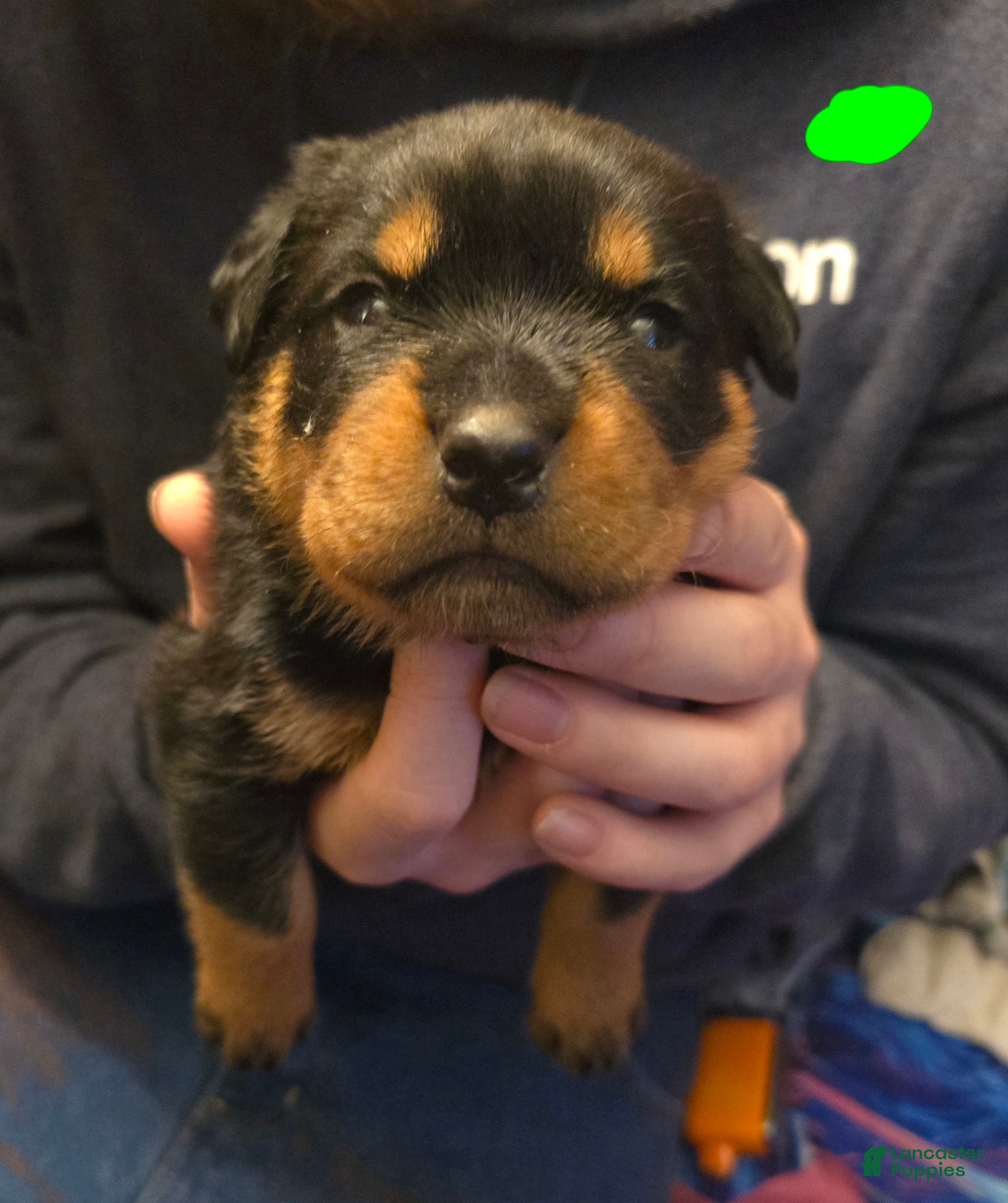 Rottweiler dogs Rottweiler green collar Puppy 1 - Ad 23