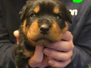 Rottweiler dogs Rottweiler green collar Puppy 1 - Ad 23