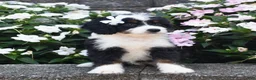 Mini Bernedoodle dogs for sale: Belle - Ad 3