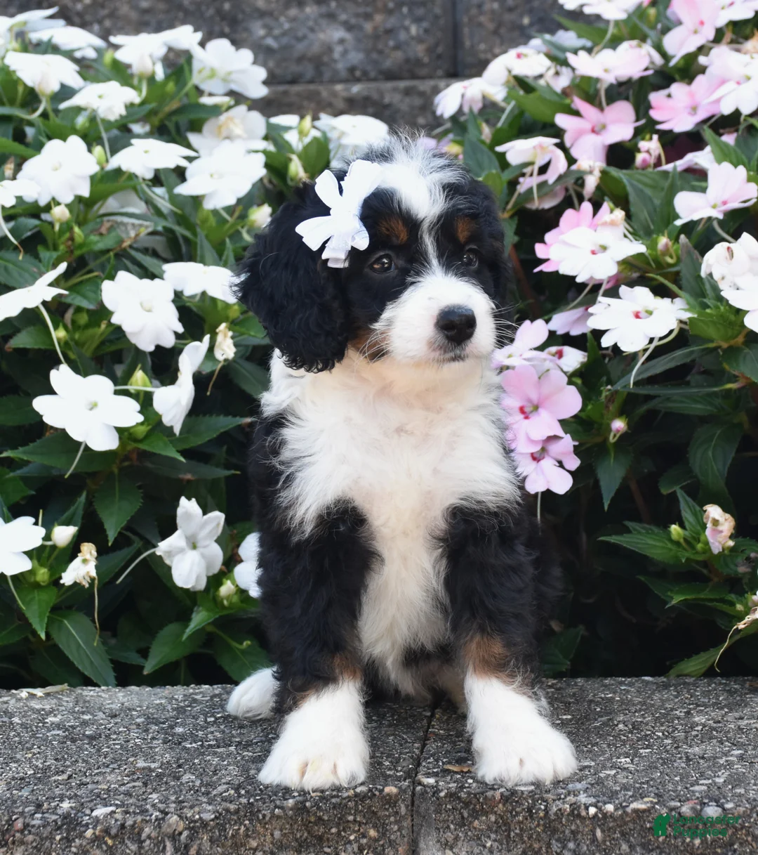 Mini Bernedoodle dogs for sale: Belle - Ad 3