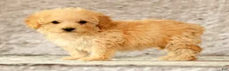 Yorkiepoo dogs for sale: Lincoln - Ad 6