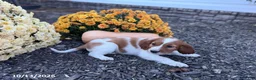 Welsh Springer Spaniel dogs for sale: Lollipop - Ad 7