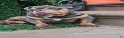 English Bulldog dogs for sale: BLUE - Ad 5