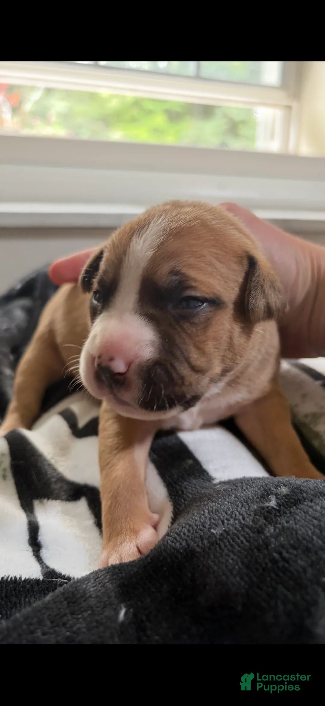 American Pit Bull Terrier dogs for sale: American Pit Bull Terrier 3 - Ad 1