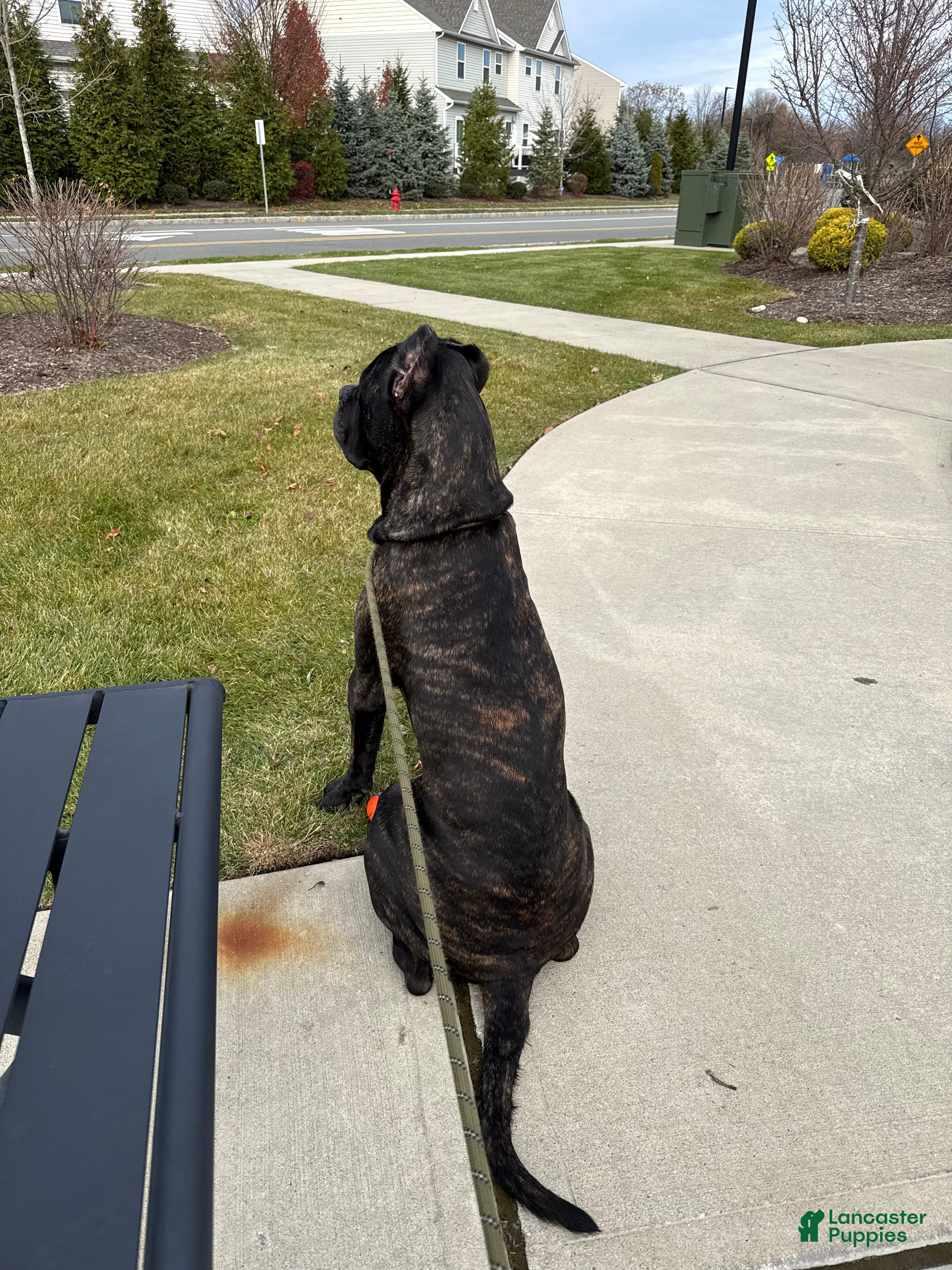 Cane Corso dogs King Kong - Ad 1