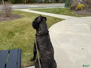 Cane Corso dogs King Kong - Ad 1