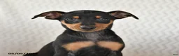 Miniature Pinscher dogs for sale: Toby - Ad 3
