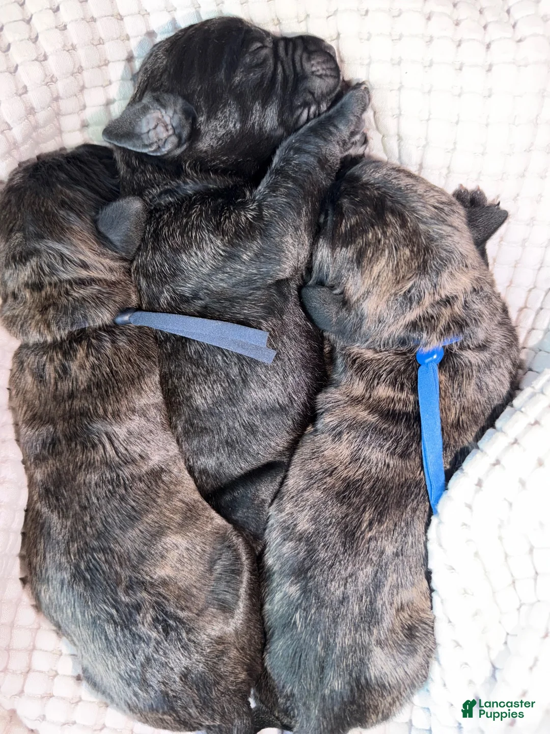 Mixed Breed dogs for sale: Ravioli - Ad 10