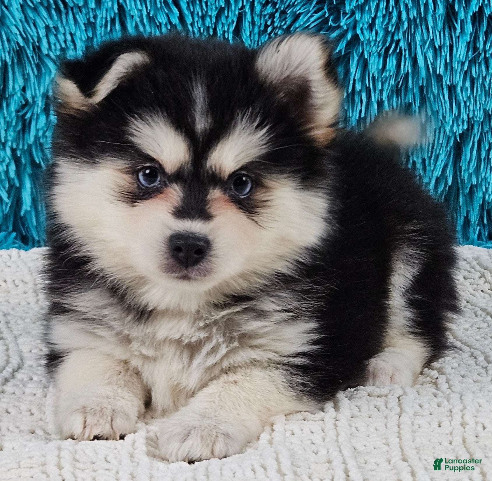 Pomsky dogs Nina - Ad 27