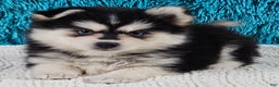 Pomsky dogs for sale: Nina - Ad 1