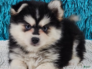 Pomsky dogs Nina - Ad 17