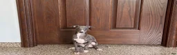 Italian Greyhound dogs for sale: Dannie - Ad 4