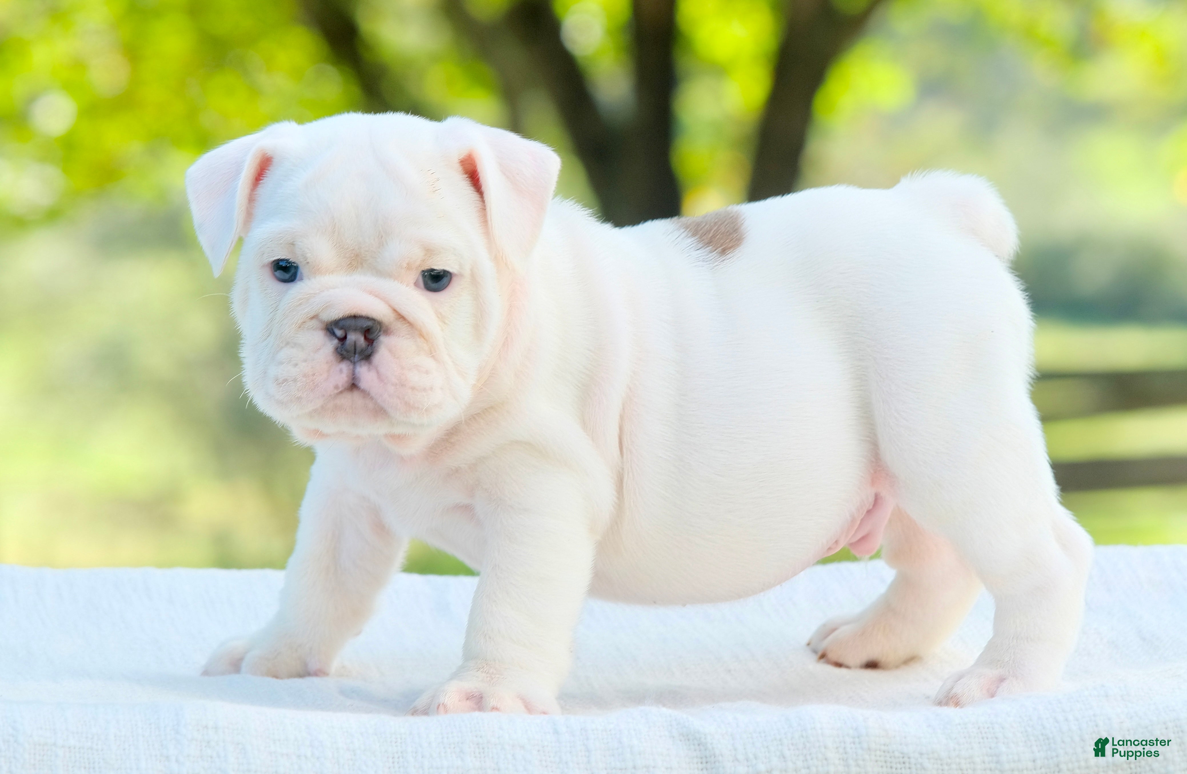 English Bulldog dogs Thor  - Ad 1