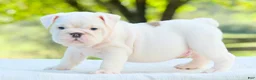 English Bulldog dogs for sale: Thor  - Ad 1