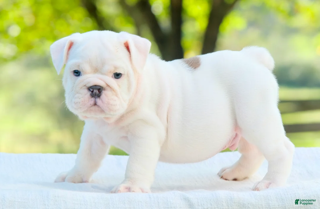 English Bulldog dogs for sale: Thor  - Ad 1