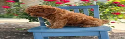 Mini Goldendoodle dogs for sale: Cookie - Ad 4