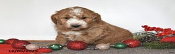 Mini Goldendoodle dogs for sale: Jill - Ad 5