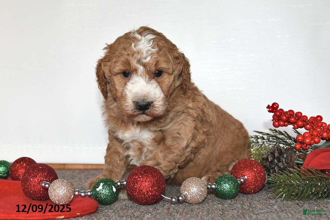 Mini Goldendoodle dogs for sale: Jill - Ad 5