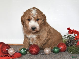 Mini Goldendoodle dogs Jill - Ad 40