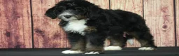 Bernedoodle dogs for sale: Hugo F1 - Ad 3