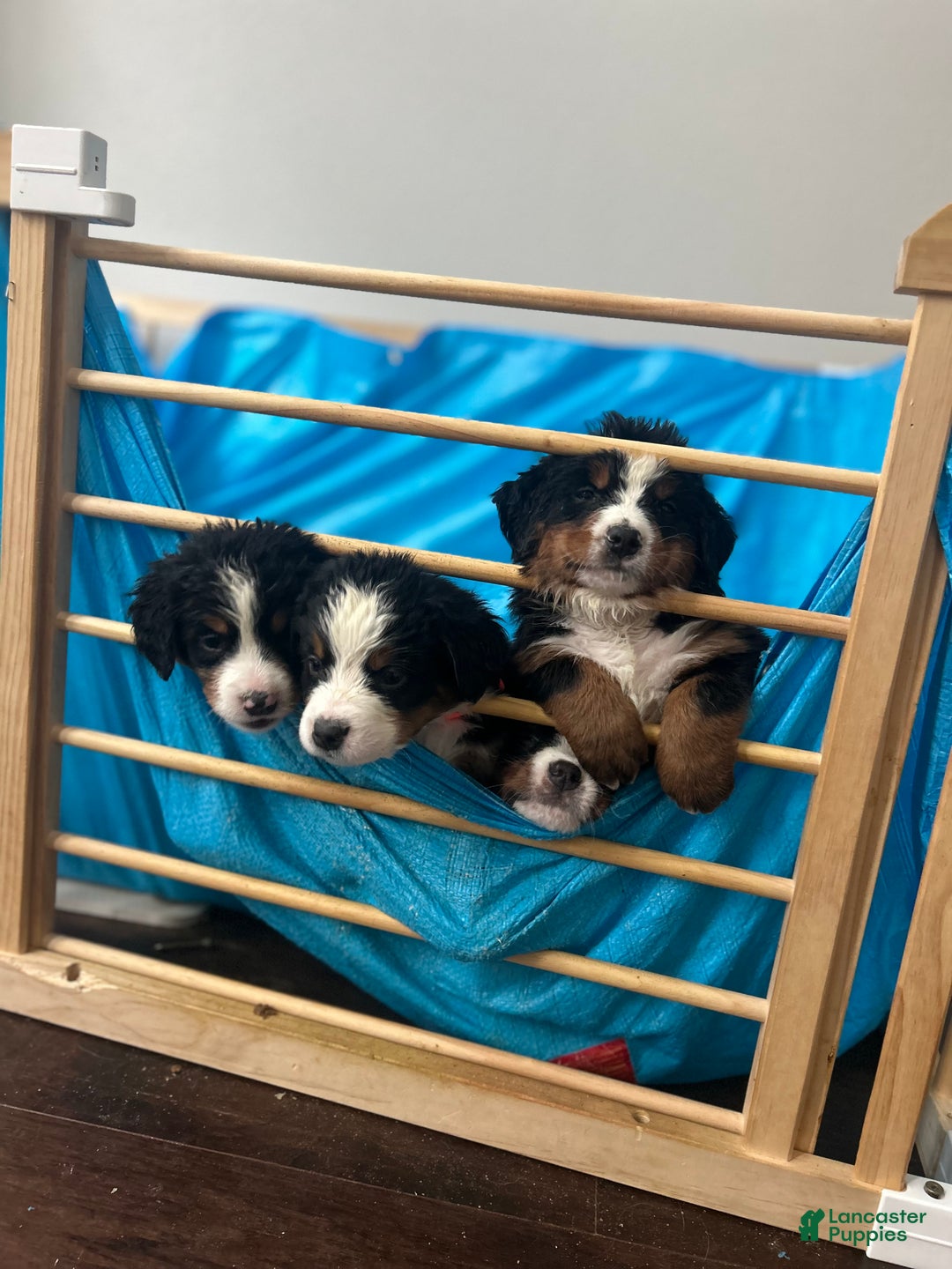 Bernese Mountain Dog dogs for sale: Bernese Mountain Dog Puppy 2 - Ad 6