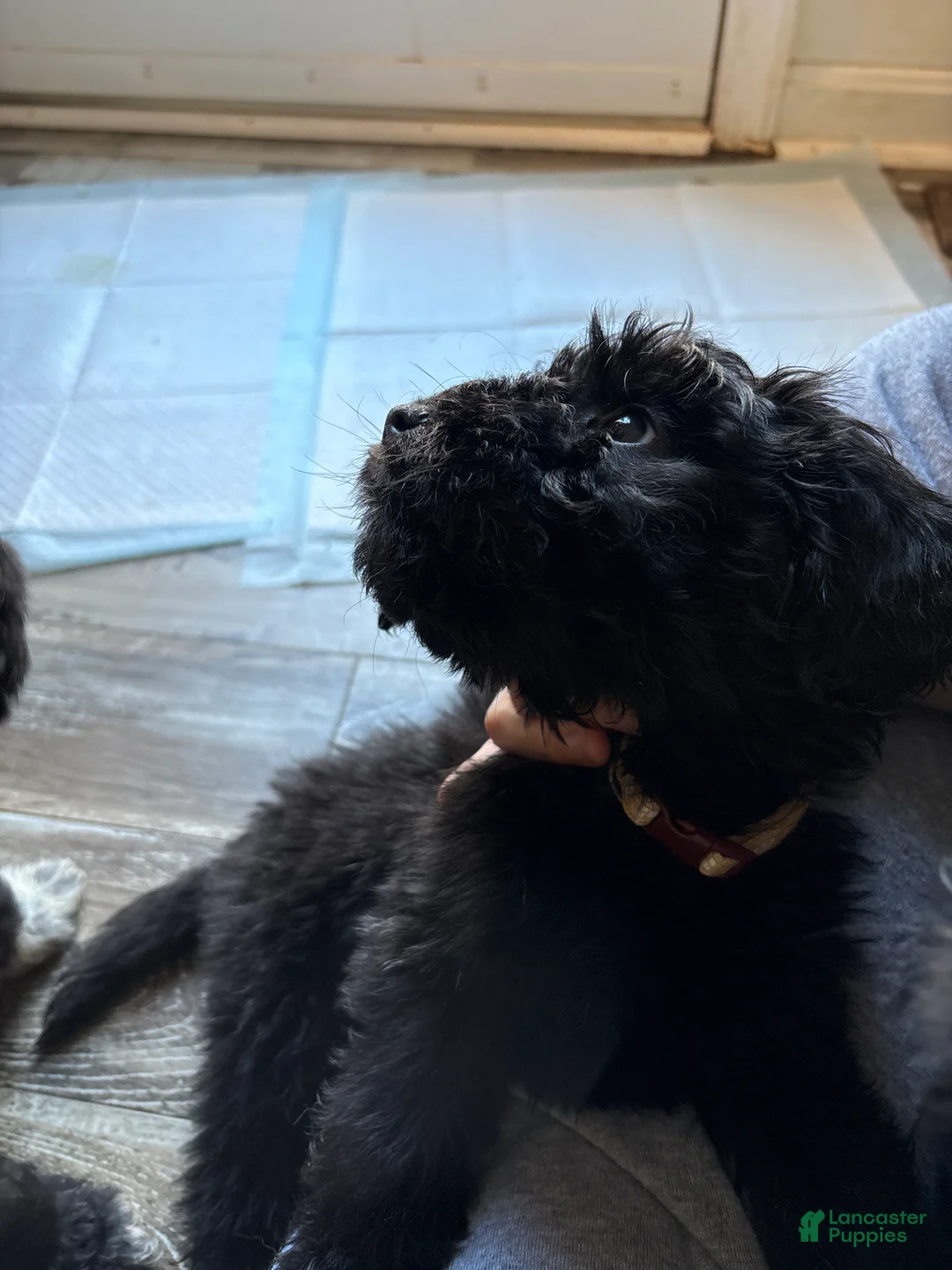 Mixed Breed dogs for sale: Mixed Breed Puppy 1 - Ad 2