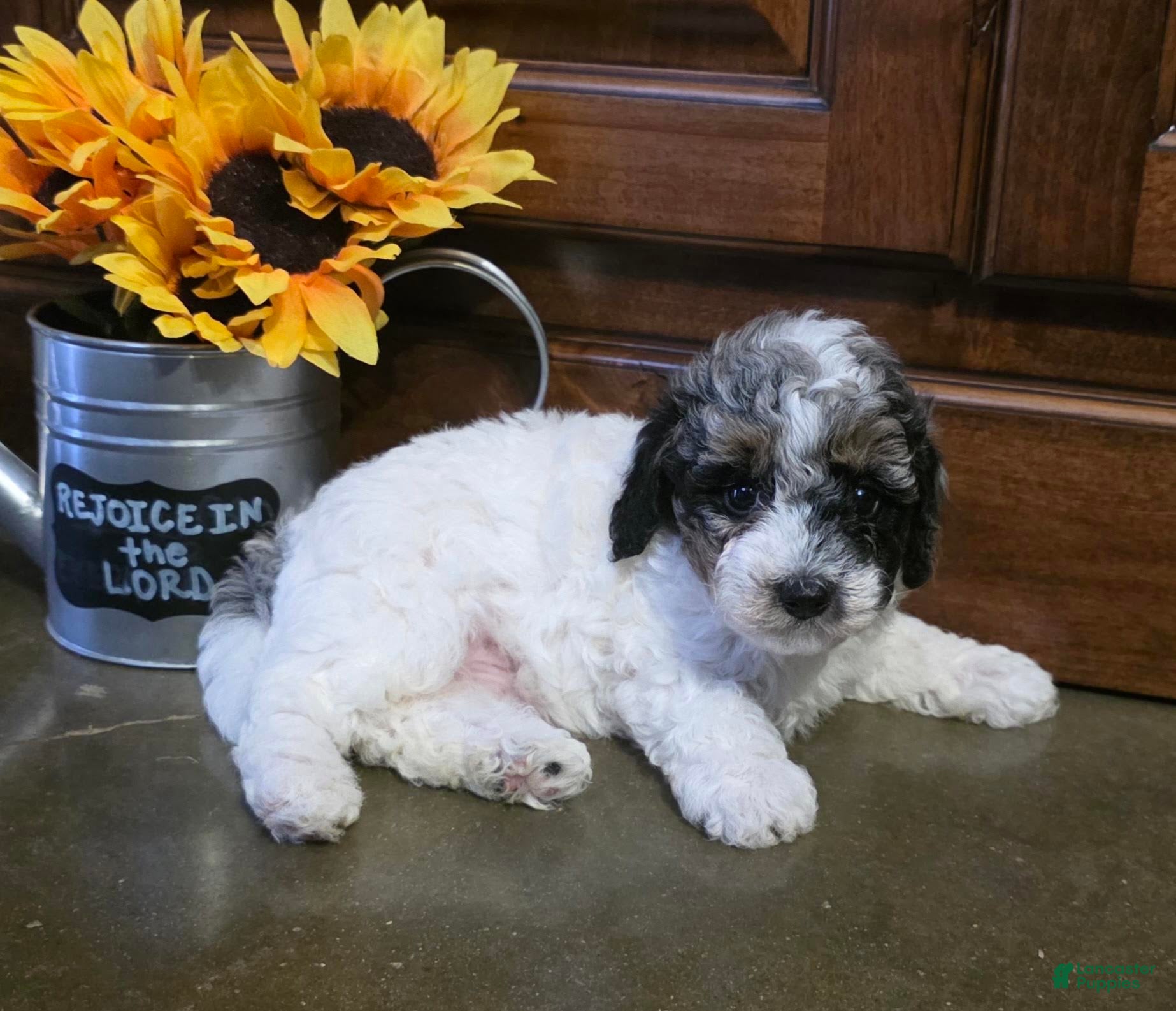 Toy Poodle dogs Hunter Toy Poodle  - Ad 1