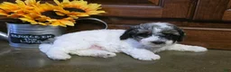 Toy Poodle dogs for sale: Hunter Toy Poodle  - Ad 1