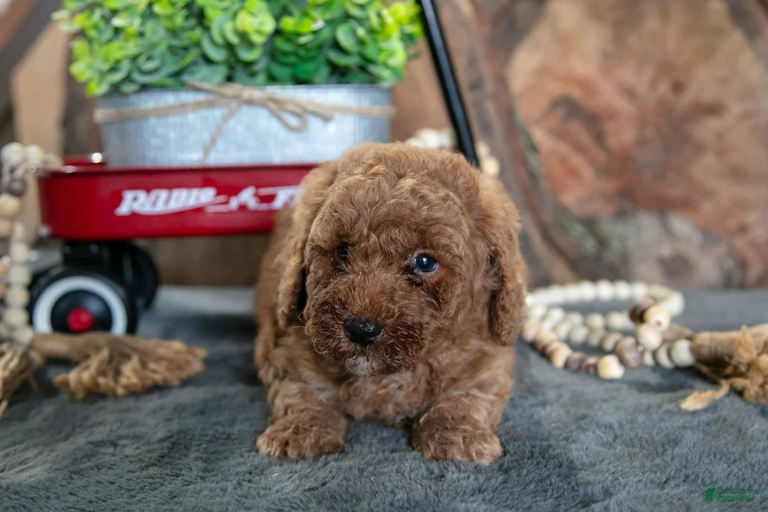 Miniature Poodle dogs for sale: Archie - Ad 3