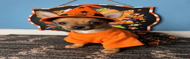 🧡MiniChihuahua🧡