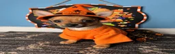 Chihuahua dogs for sale: 🧡MiniChihuahua🧡 - Ad 1
