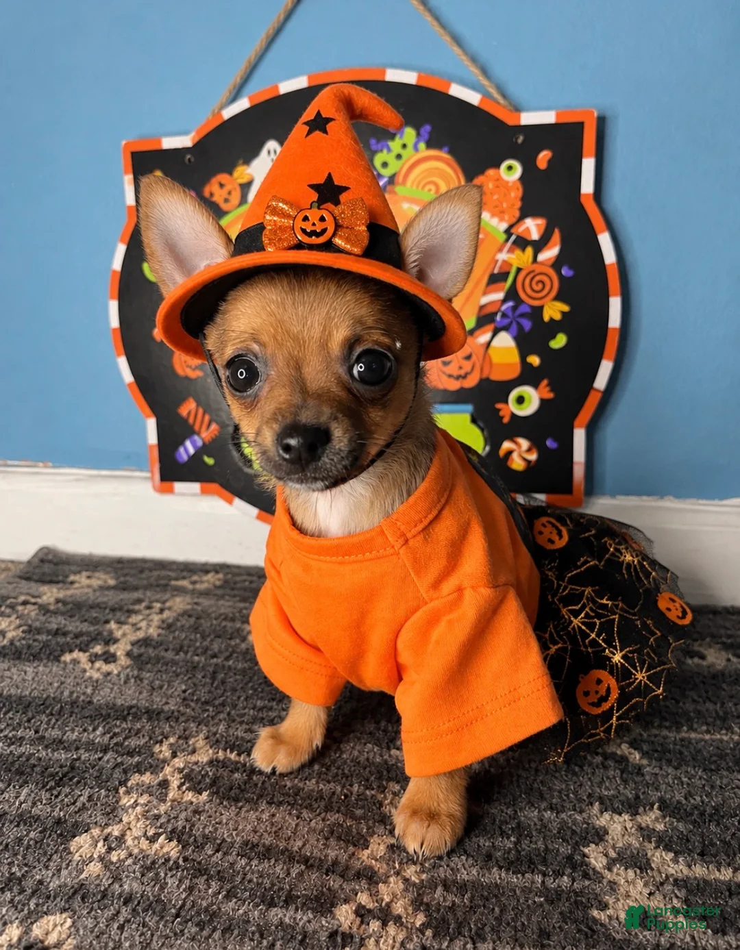 Chihuahua dogs for sale: 🧡MiniChihuahua🧡 - Ad 1