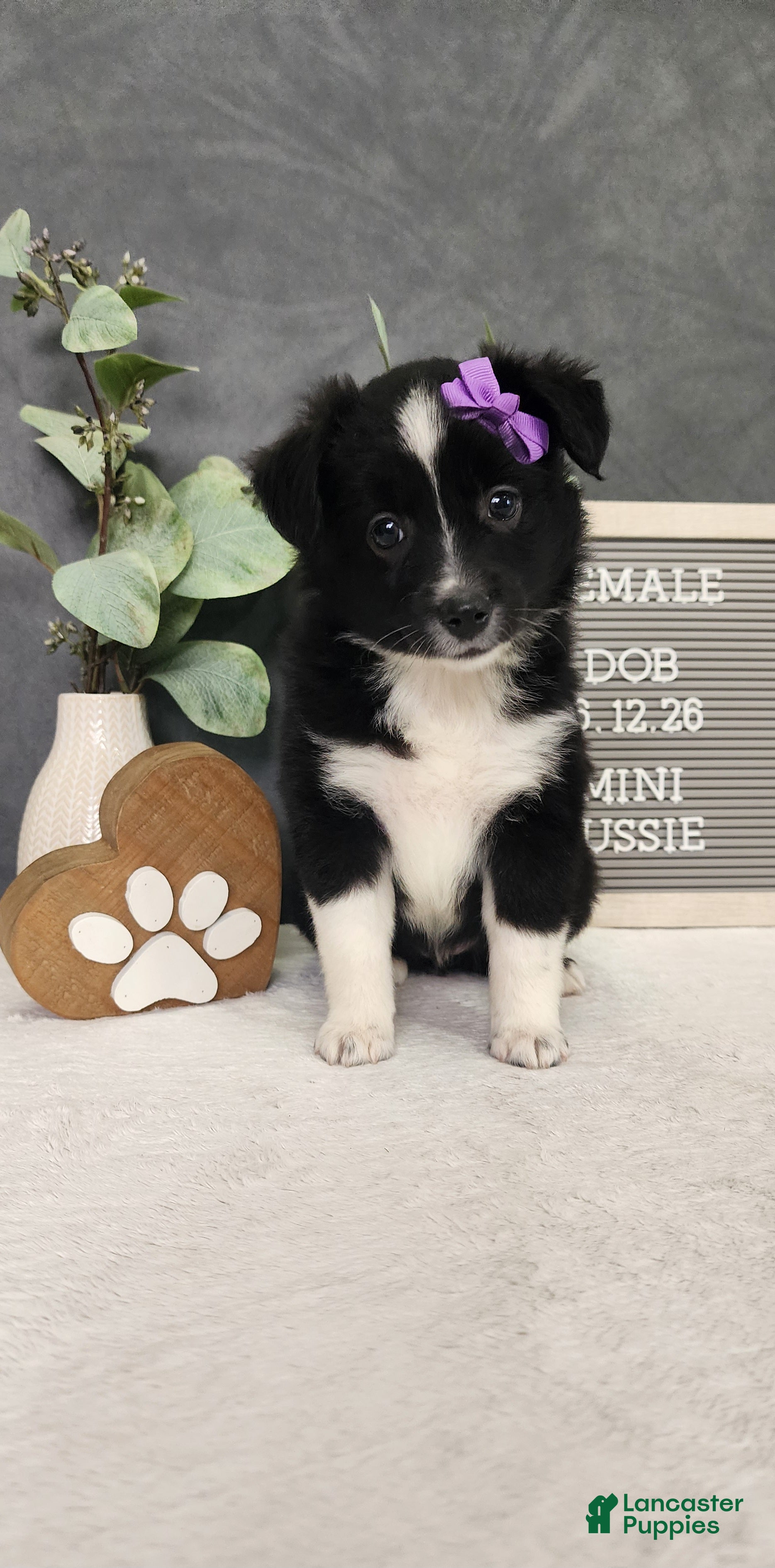 Miniature Australian Shepherd dogs Faith - Ad 2