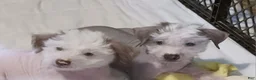 Chinese Crested dogs for sale: Zippy - Ad 5
