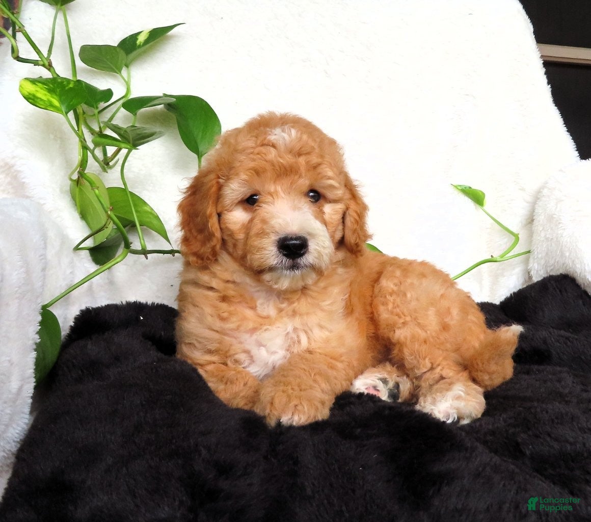 Mini Goldendoodle dogs Finn - Ad 2