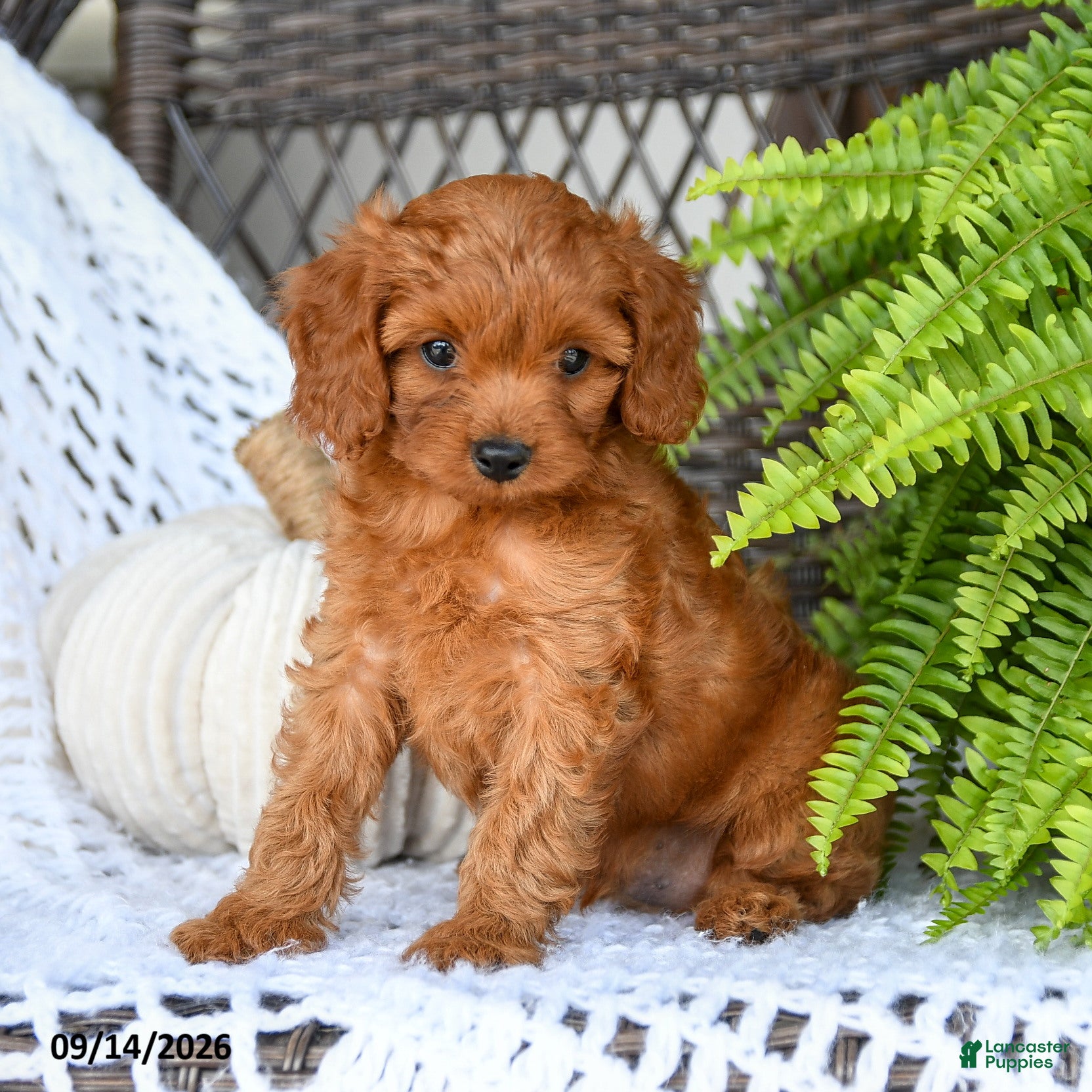 Cavapoo dogs for sale: Adam - Ad 2